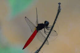 Image of Lyriothemis biappendiculata (Selys 1878)