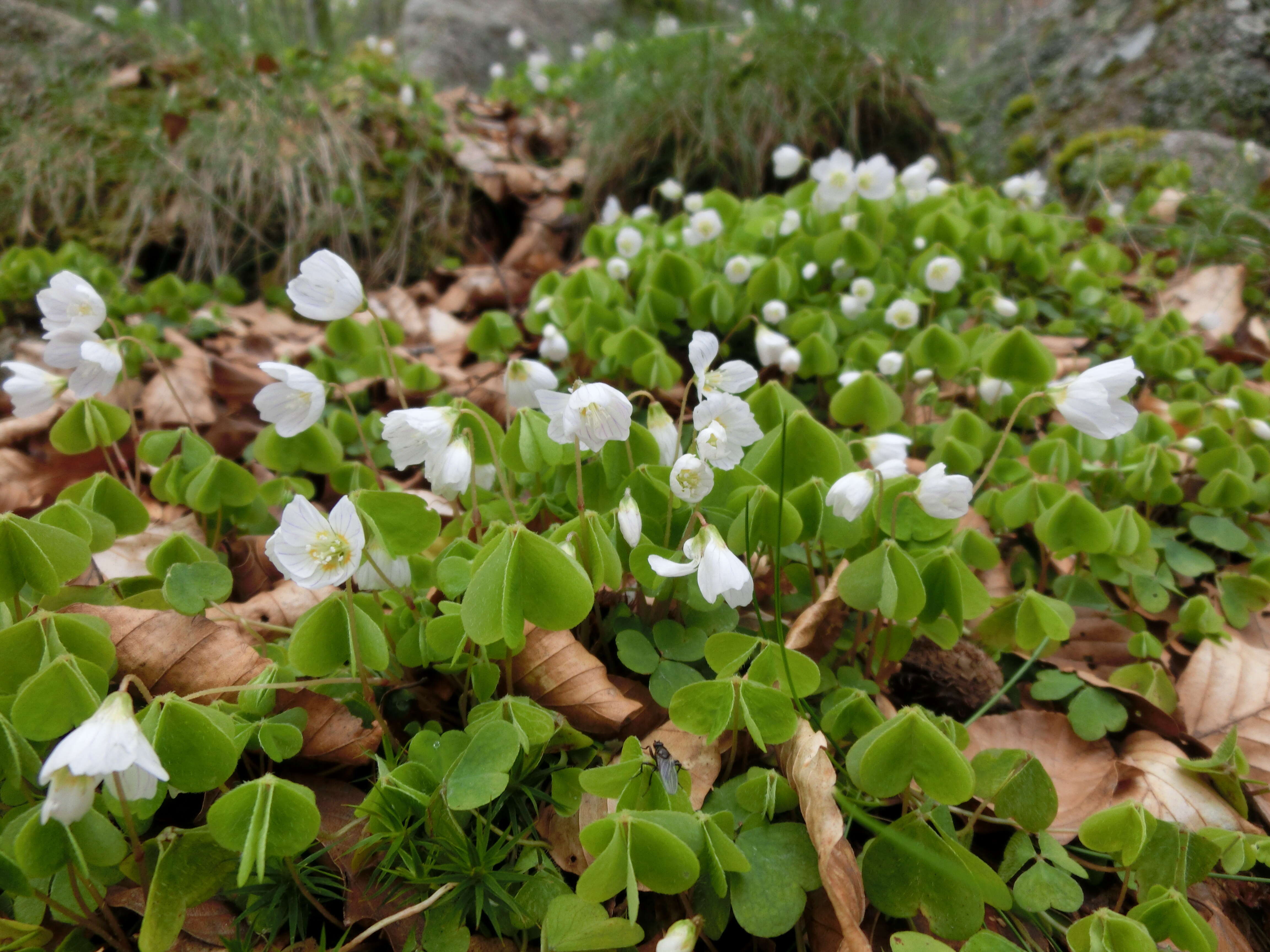 Imagem de Oxalis acetosella L.