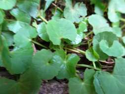 Image of Centella