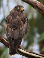 Image of White-eyed Buzzard