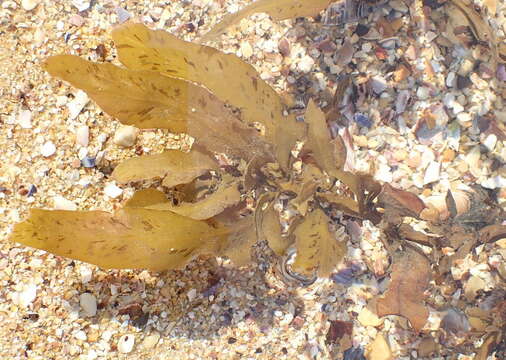 Image of Sargassum incisifolium