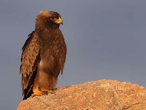 Image of Booted Eagle