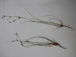 Imagem de Juncus bulbosus L.