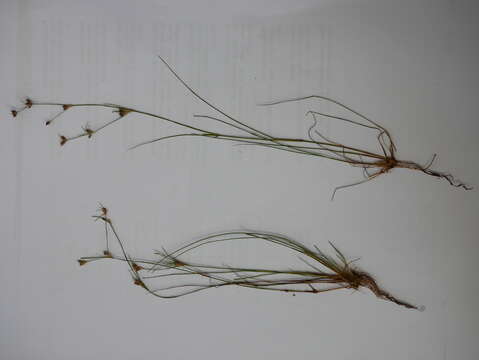 Juncus bulbosus L. resmi