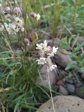 Image of Silene paucifolia Ledeb.