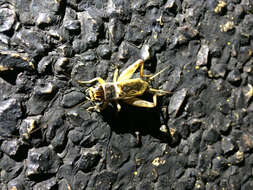 Image of Badlands Cricket