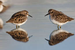 Image of Least Sandpiper