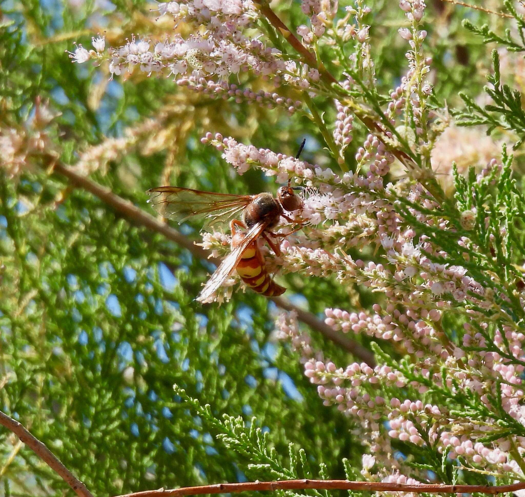 Image of Western Cicada Killer