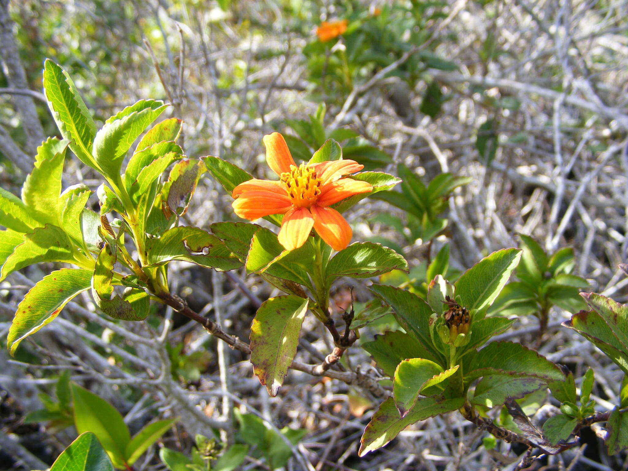 Image of Bidens clarendonensis Britt.