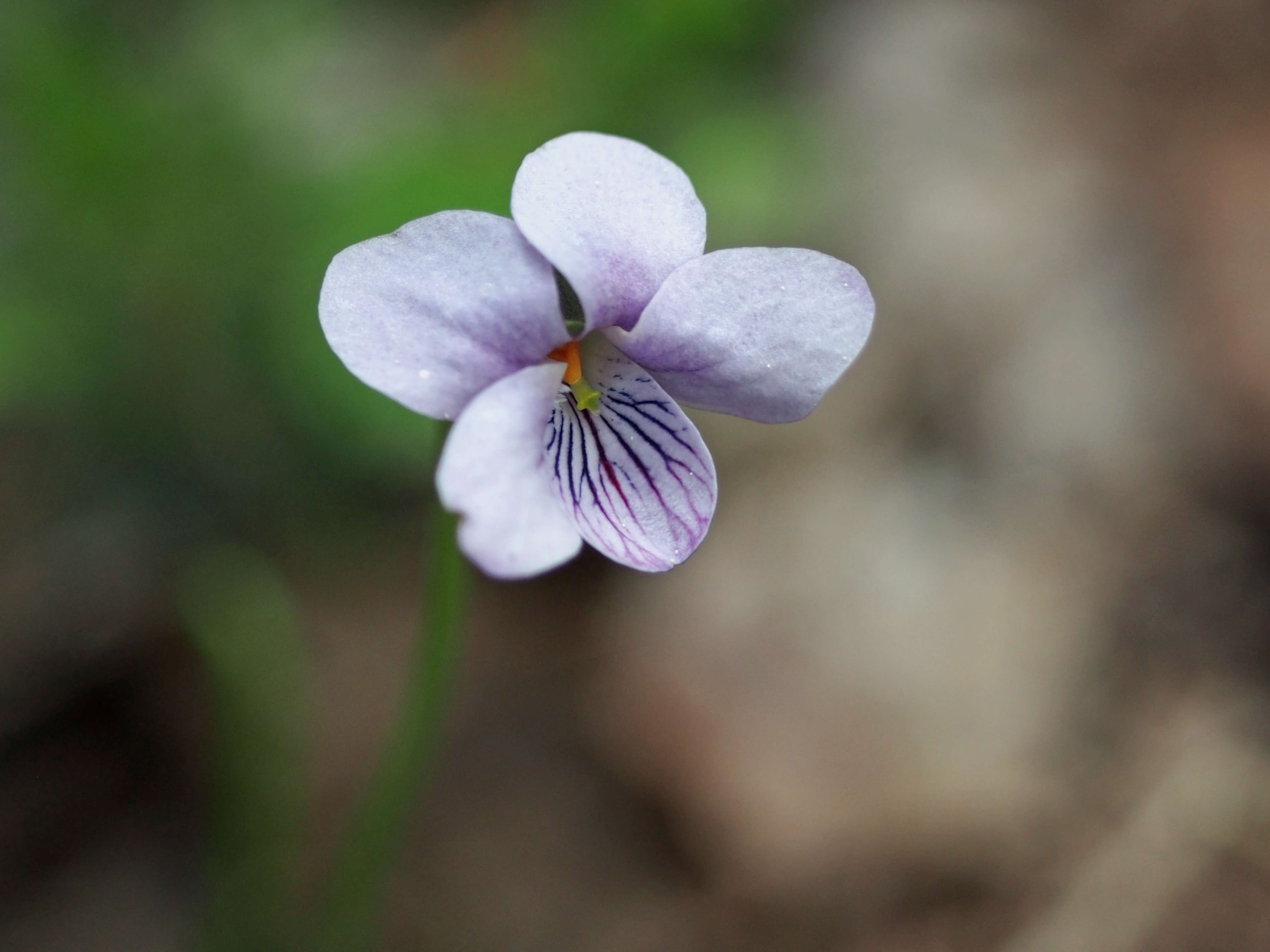 Image of marsh violet