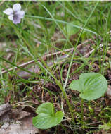 Plancia ëd Viola palustris L.