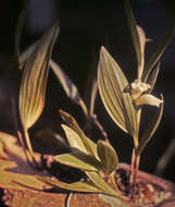 Image of Sobralia fragrans Lindl.