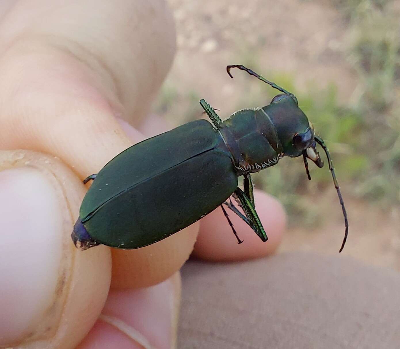 Image of Cicindela (Cicindelidia) obsoleta Say 1823