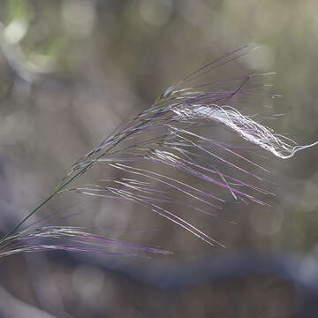 Image of Austrostipa platychaeta (Hughes) S. W. L. Jacobs & J. Everett