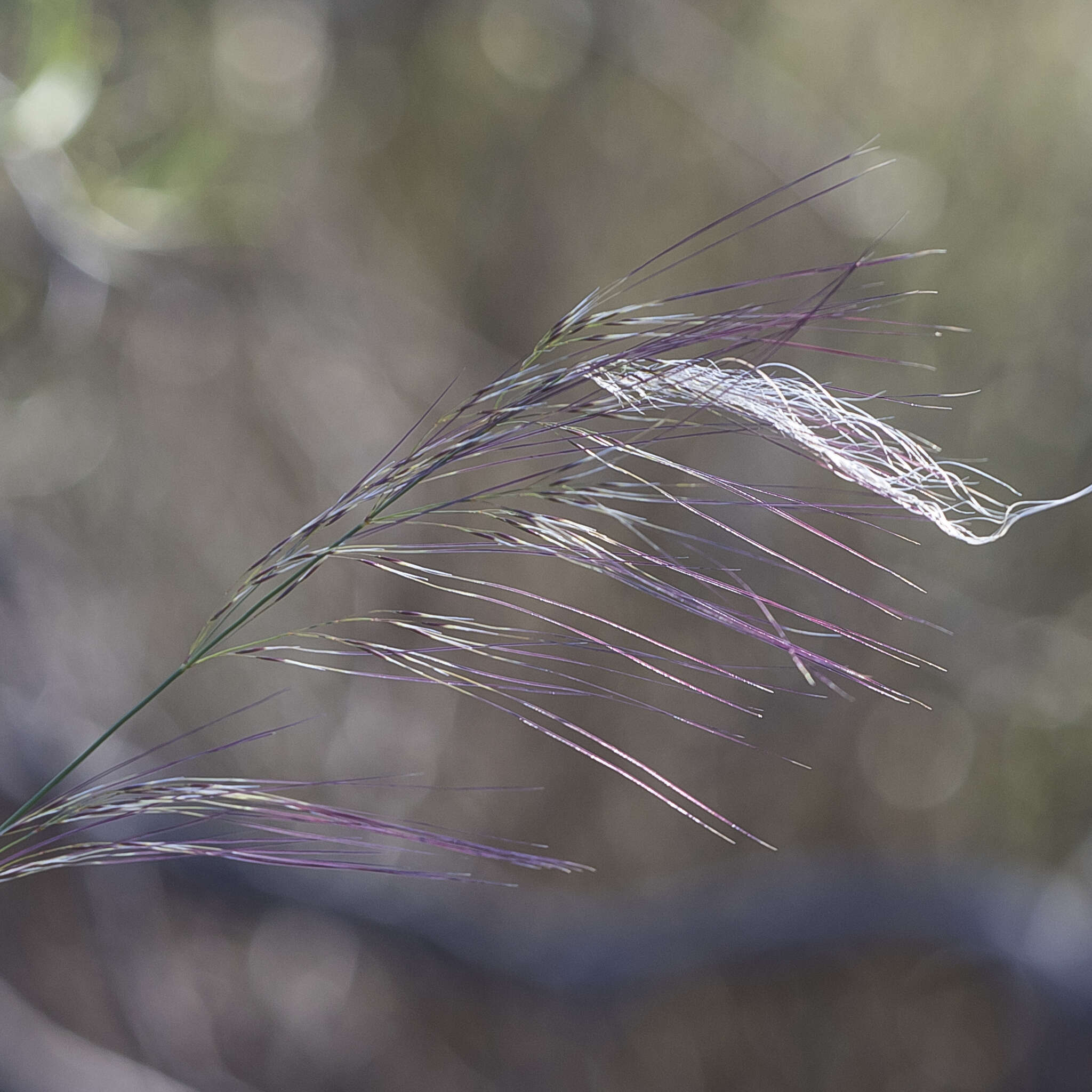 Image of Austrostipa platychaeta (Hughes) S. W. L. Jacobs & J. Everett