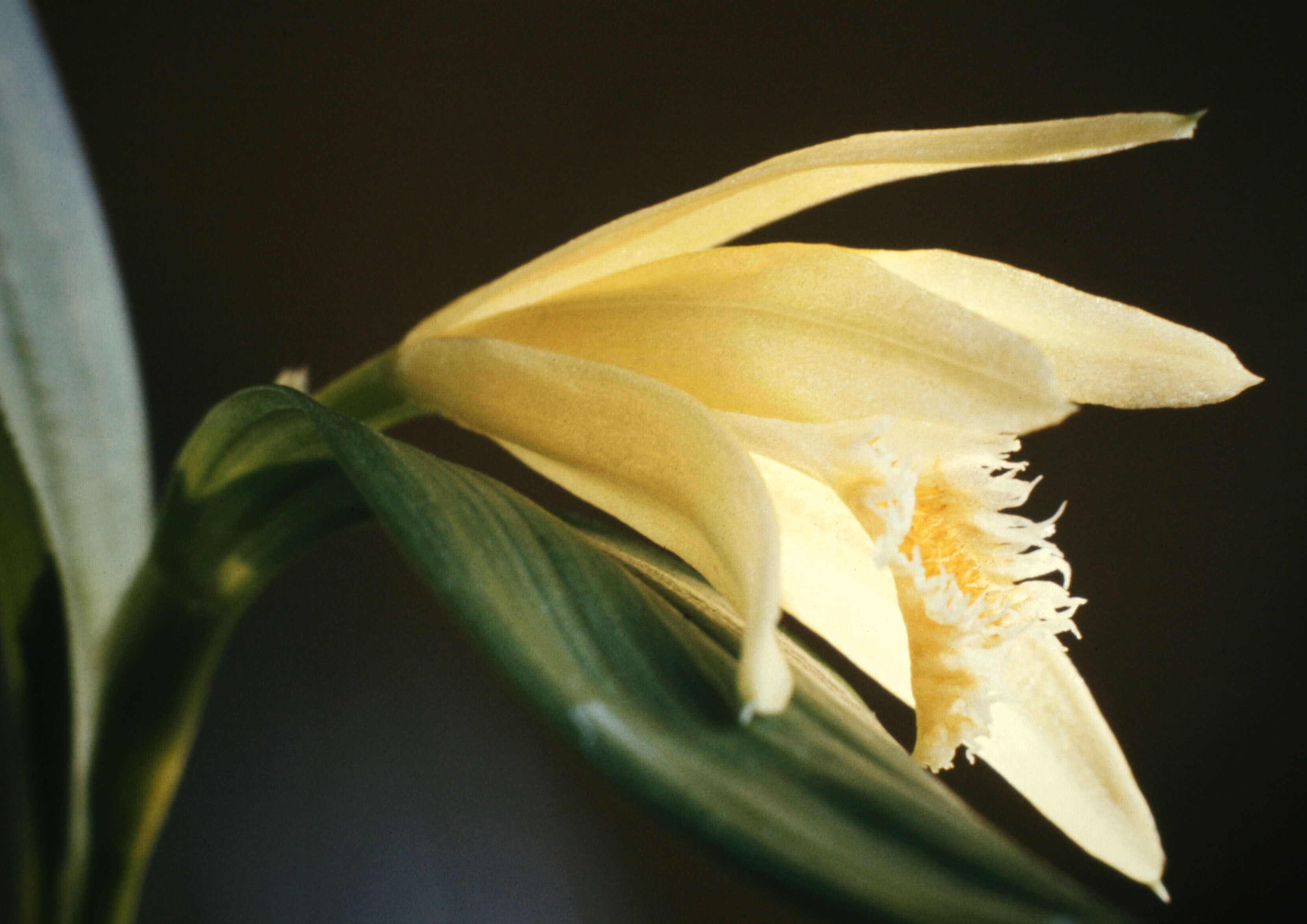 Image of Sobralia fragrans Lindl.