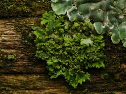 Phaeophyscia nigricans (Flörke) Moberg resmi