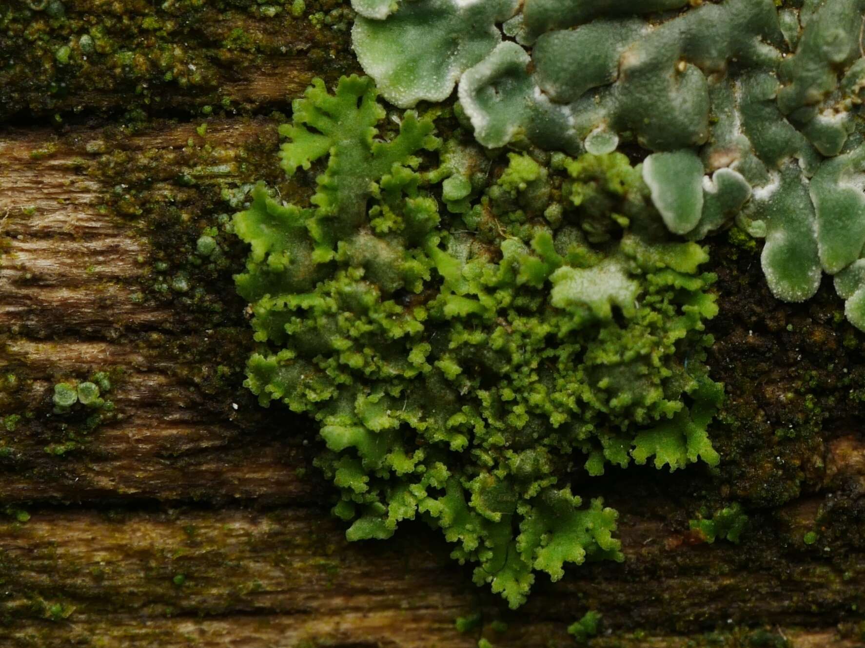 Phaeophyscia nigricans (Flörke) Moberg resmi