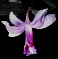 صورة Sobralia decora Bateman