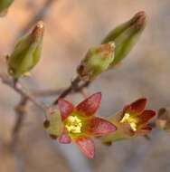 Imagem de Tylecodon kritzingeri E. J. van Jaarsweld