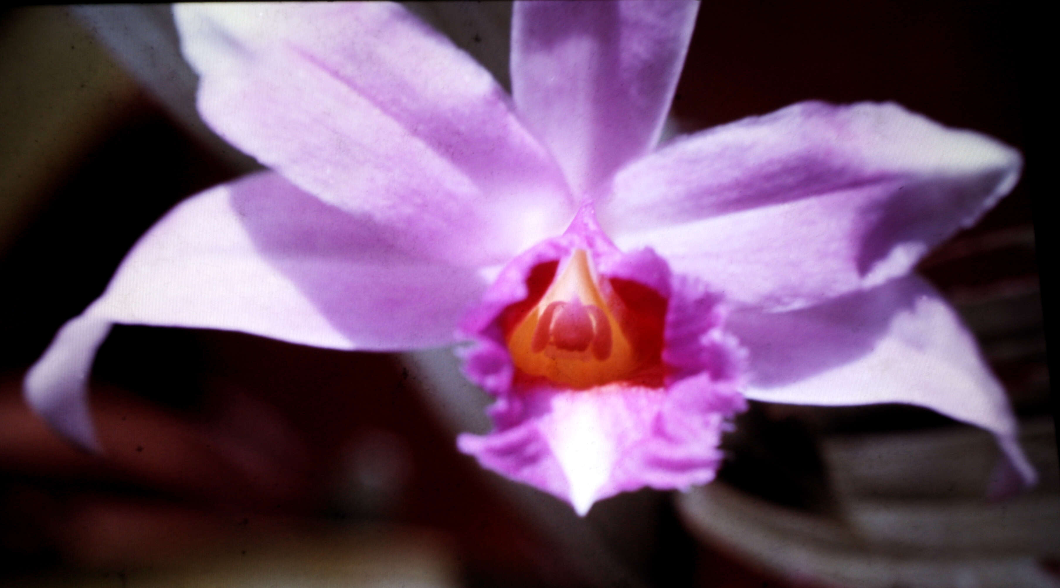 Image of Sobralia decora Bateman