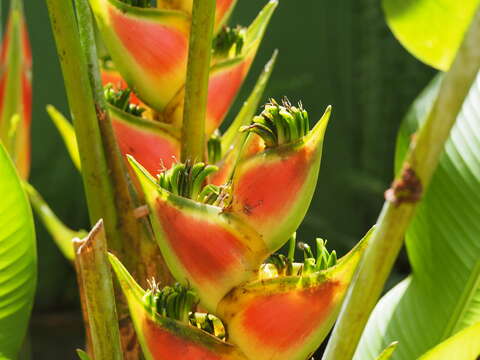 Heliconia wagneriana Petersen的圖片