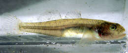 Image of Eucyclogobius