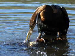 Image de Anhinga rufa rufa (Daudin 1802)