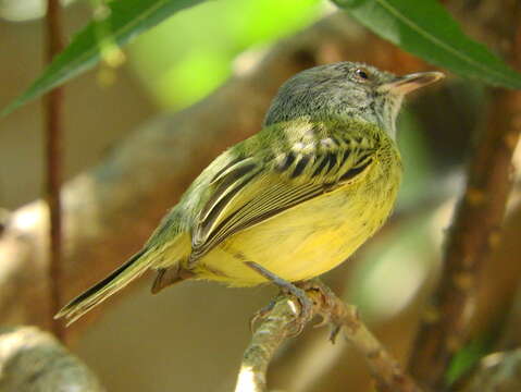 Image of Spotted Tody-Flycatcher