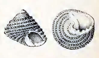 Image of Clanculus dunkeri (Koch ex Philippi 1843)