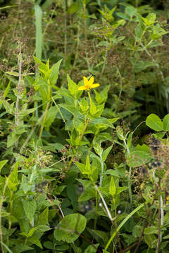 Image of Lipotriche scandens (Schum.) Orchard