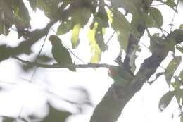 Image of Red-headed Lovebird