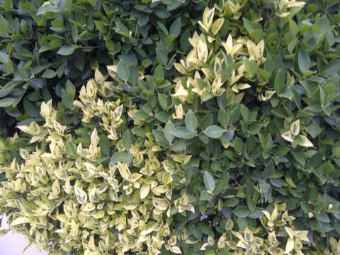 Image de Ficus benjamina L.