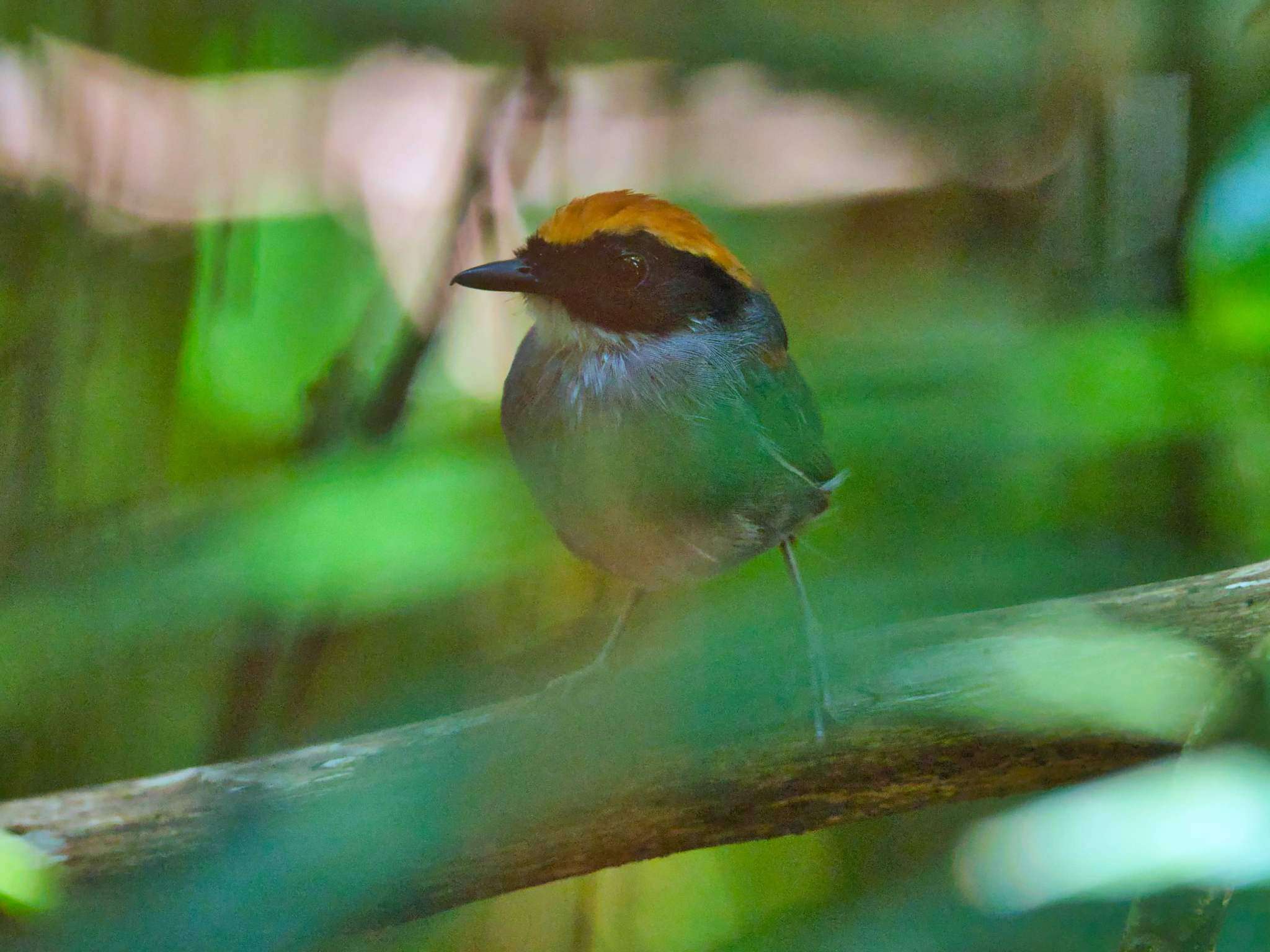 Image of Black-cheeked Gnateater