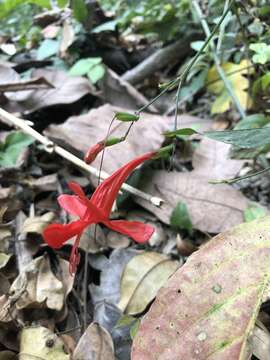 Image of Ruellia macrophylla Vahl