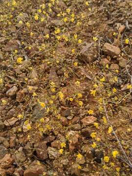 Слика од Hesperolinon adenophyllum (Gray) Small