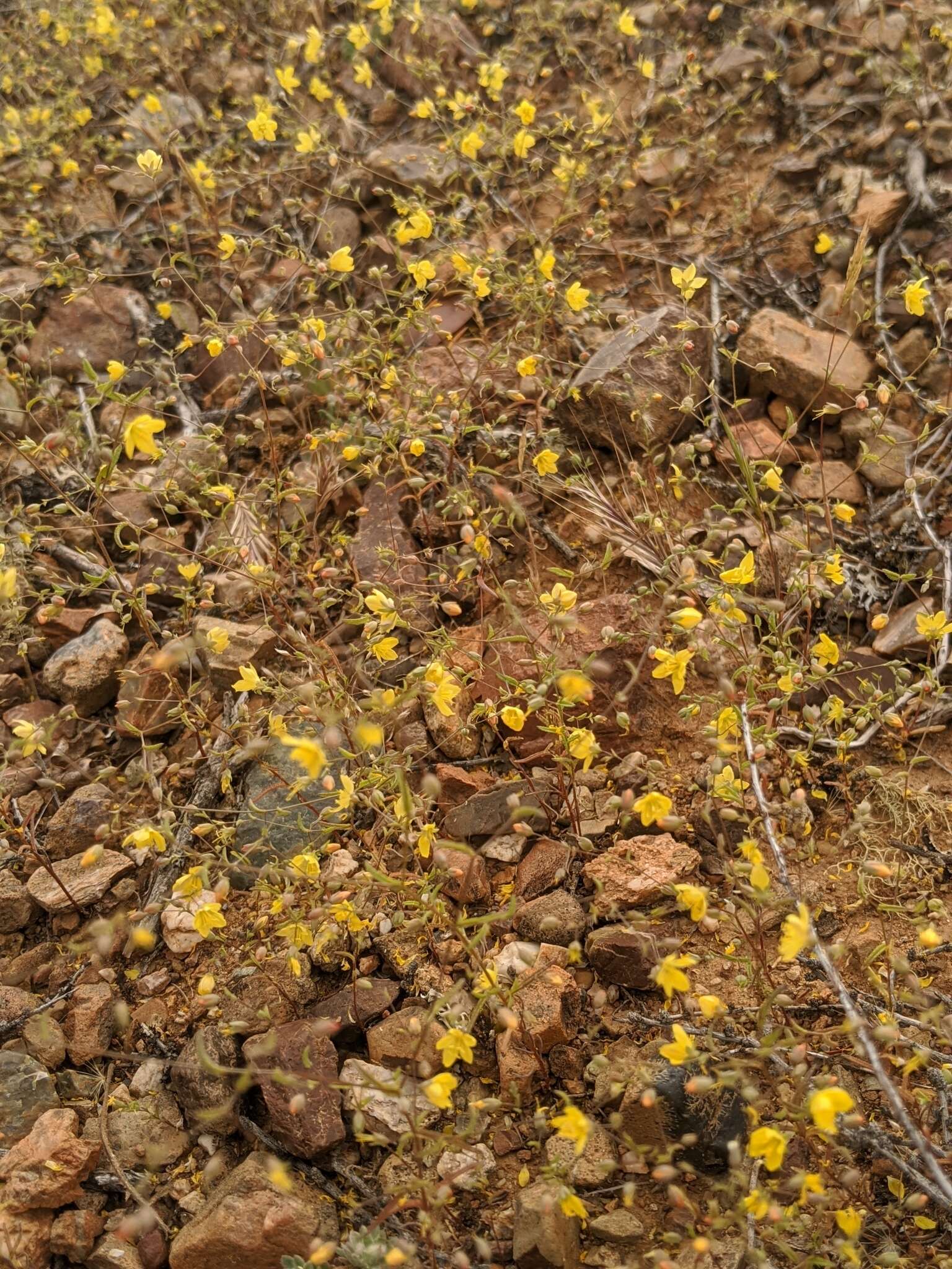 Image de Hesperolinon adenophyllum (Gray) Small