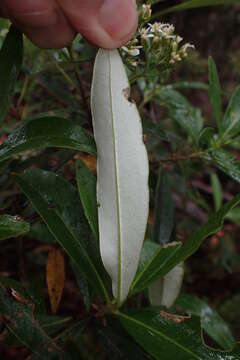 Image of viscid daisybush