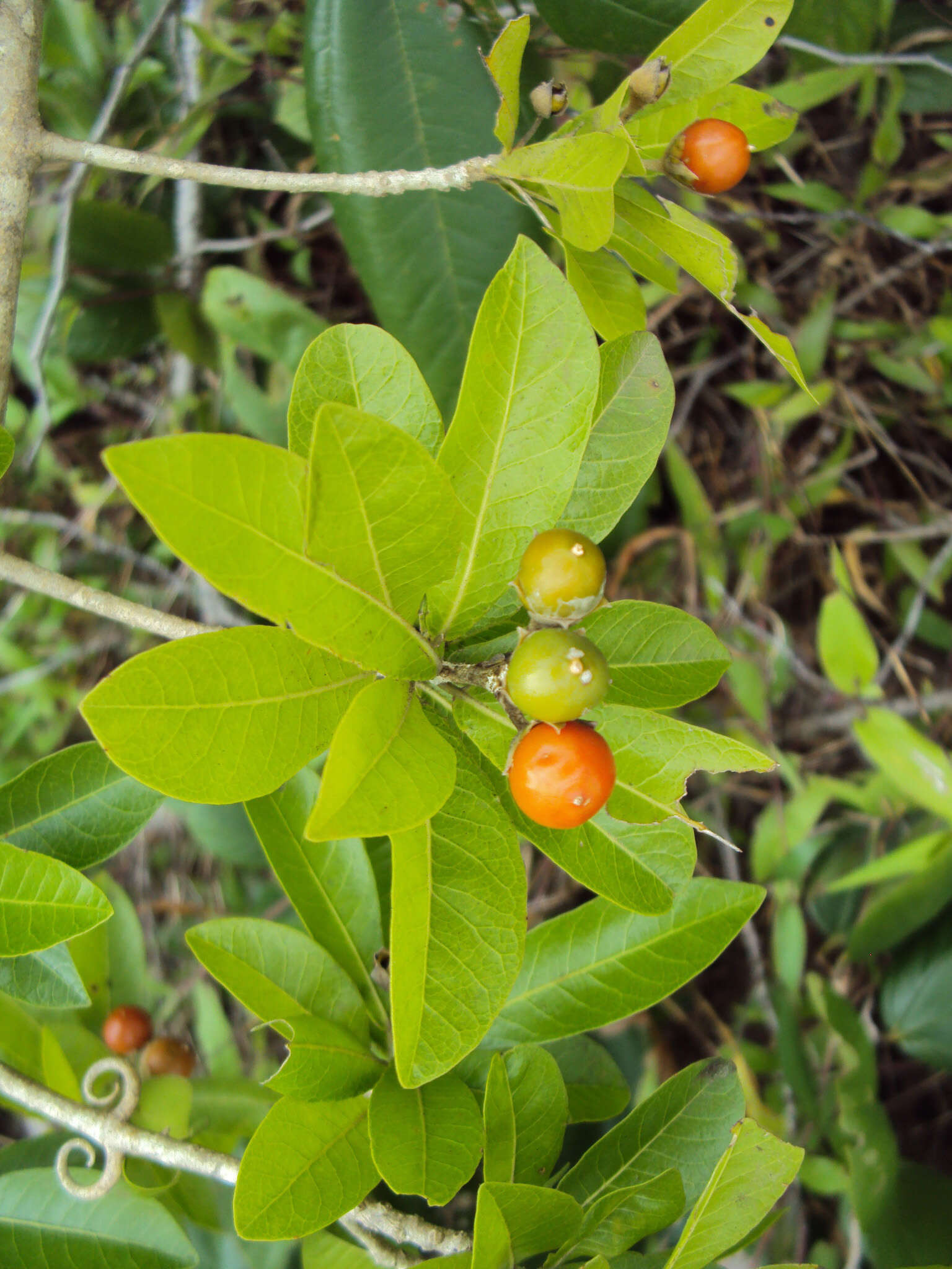 Слика од Hugonia mystax L.