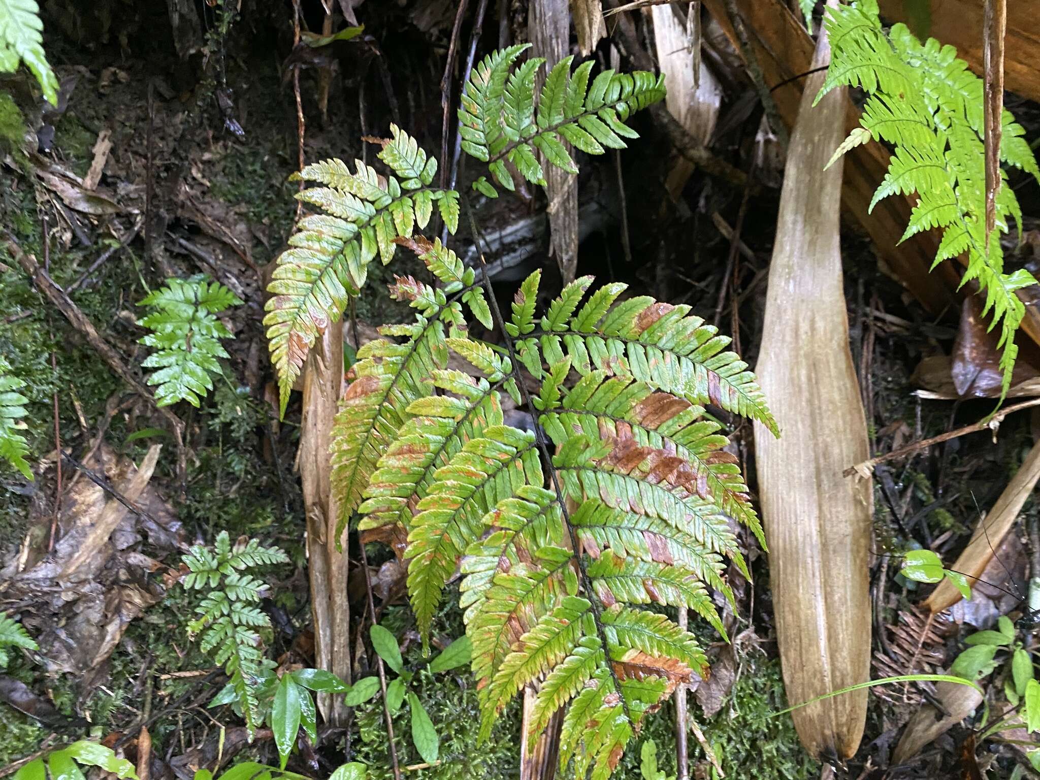 Imagem de Dryopteris sordidipes Tag.