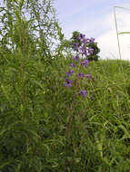 Image of Delphinium maackianum Regel