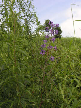 Delphinium maackianum Regel的圖片