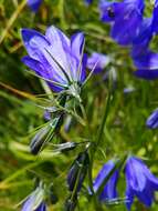 Image of Campanula serrata (Kit. ex Schult.) Hendrych