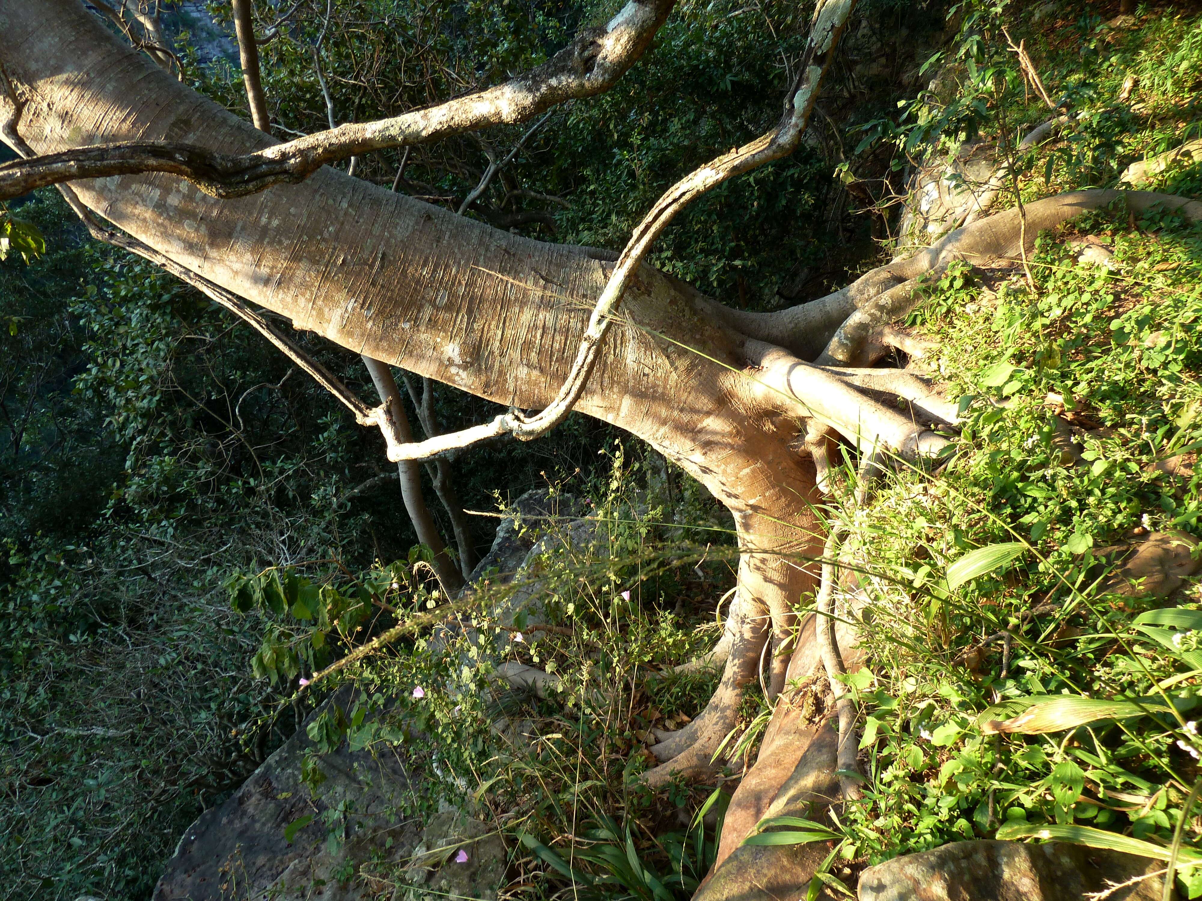 Imagem de Ficus craterostoma Warb. ex Mildbr. & Burr.