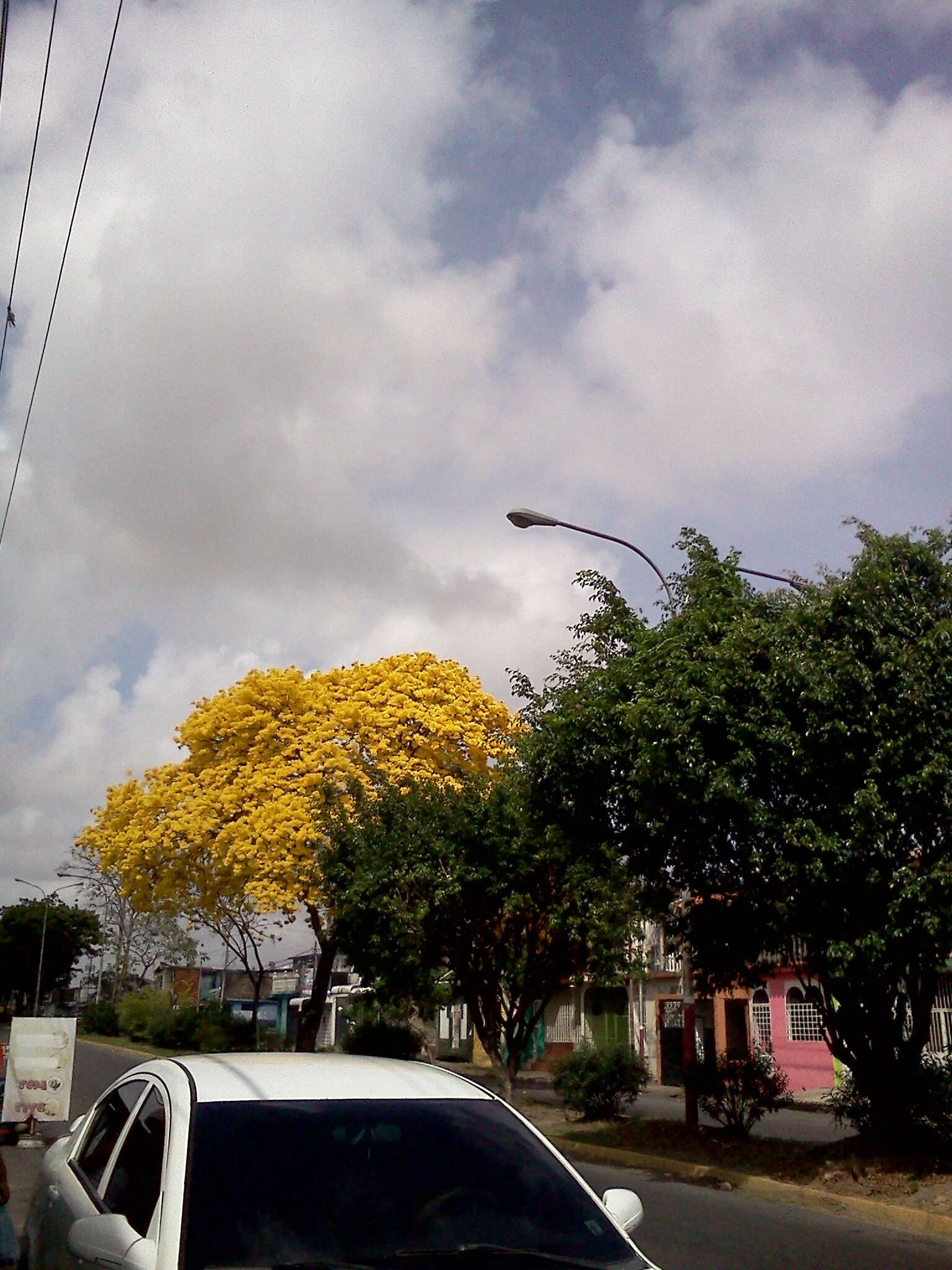 صورة Handroanthus chrysanthus (Jacq.) S. O. Grose