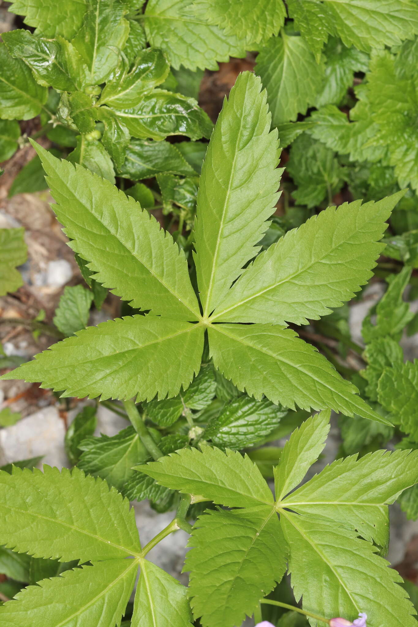 Image of Five-leaflet Bitter-cress