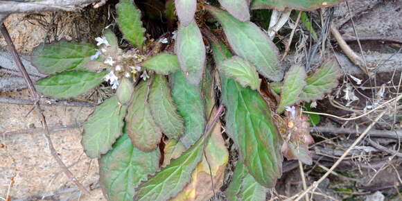 Image of Ajuga taiwanensis Nakai ex Murata