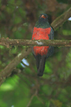 Image of Slaty-tailed Trogon