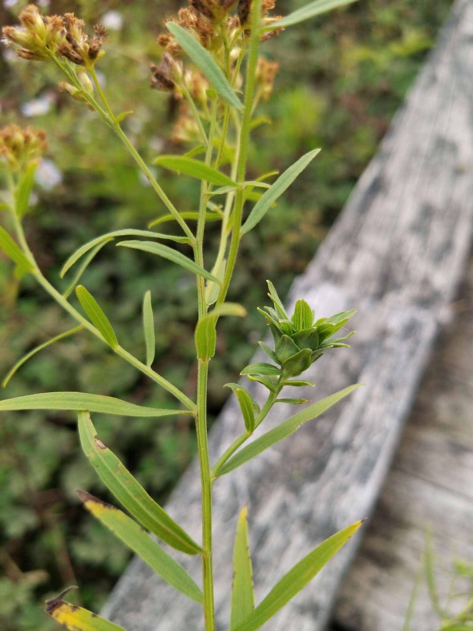 Imagem de <i>Asphondylia pseudorosa</i>