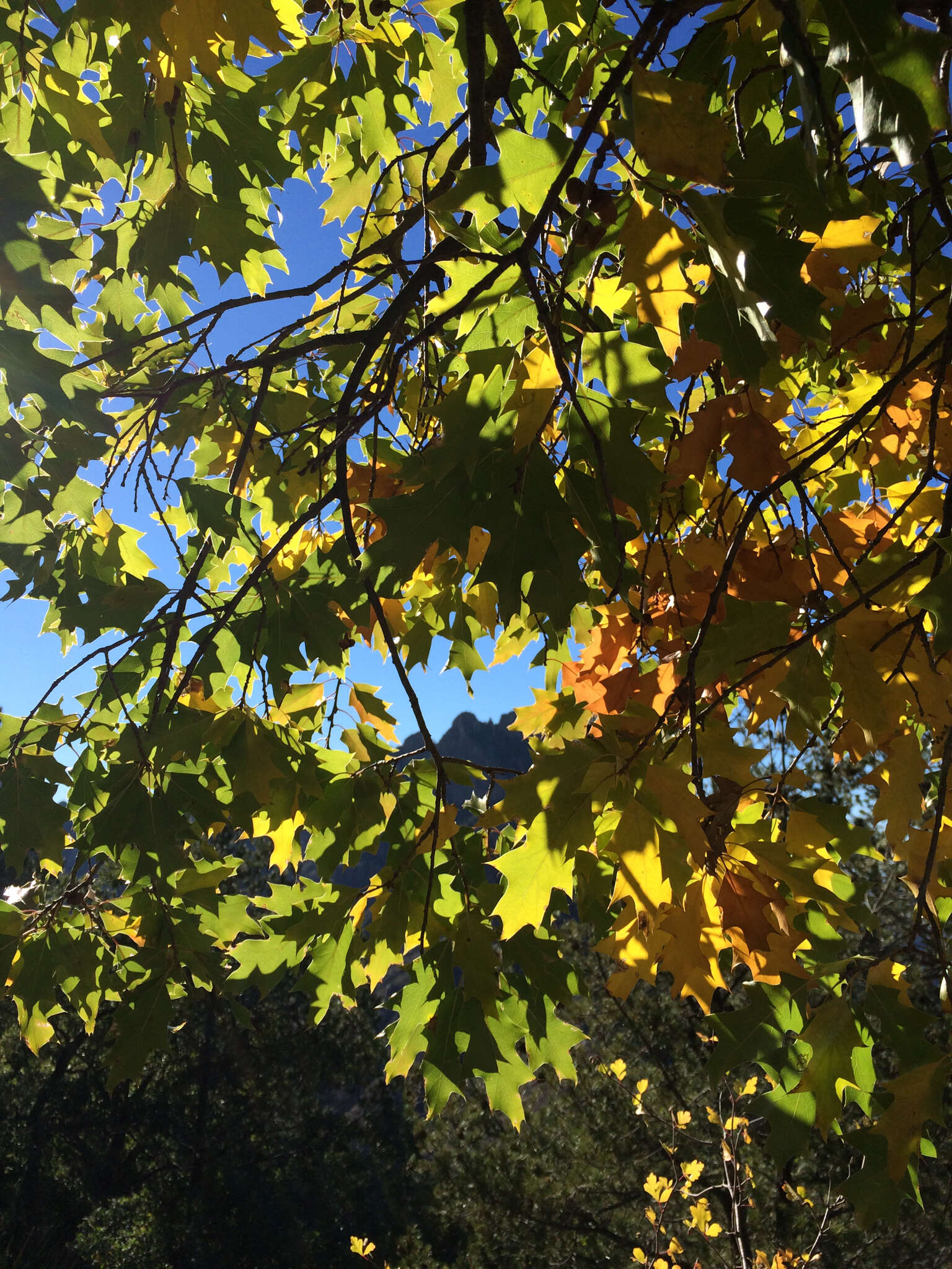 Image of Chisos red oak